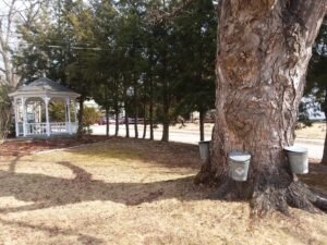 Maple buckets gathering sap in the spring at the Bridges Inn at Whitcomb House