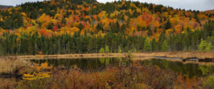 New Hampshire forest during fall foliage