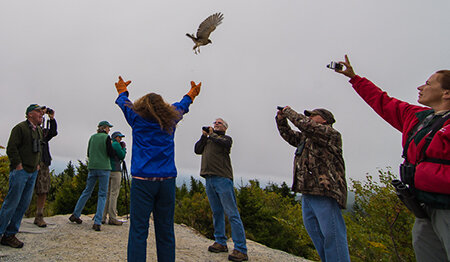 hawk release