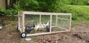 chicks at Inn on Golden Pond